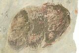 Undescribed Illaenid Trilobite - Timerzit, Morocco #235787-3